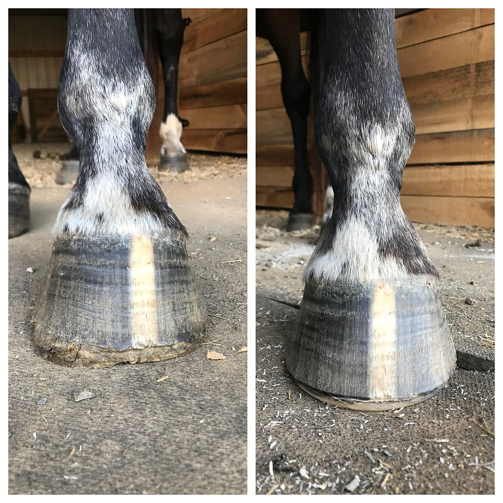 25 Year Old QH