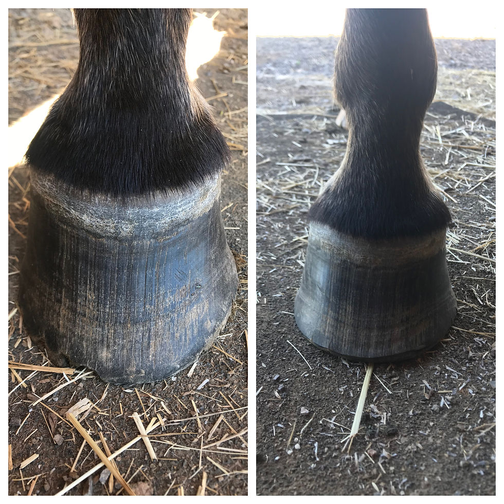 Hackney Pony