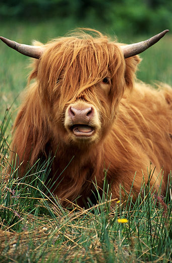 Highland Cow Closeup_edited.jpg
