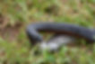 Red-bellied black snake, Blue-tongue lizard, Nature