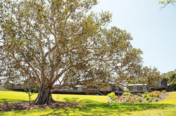 Fig and looking up to Temple Retreat