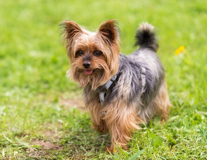 yorkshire terrier.jpg