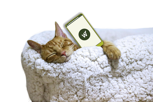 cat with app.png