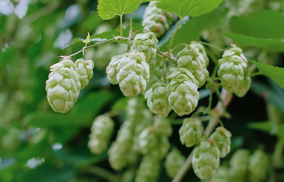 hop-cones-close-up-selective-focus-cones-hops-making-beer-bread-agricultural-background-wi