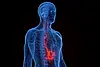 Vagus nerve back.webp