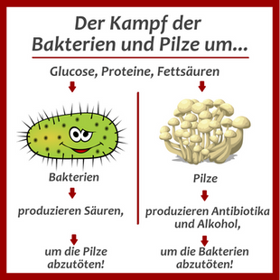 Der Kampf der Bakterien und Pilze
