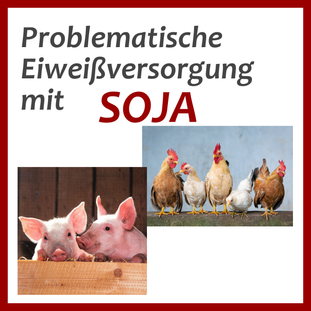 Sojafütterung