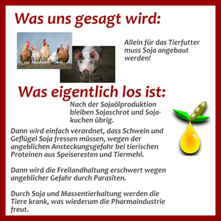 Soja wird nicht nur als Tierfutter angebaut!