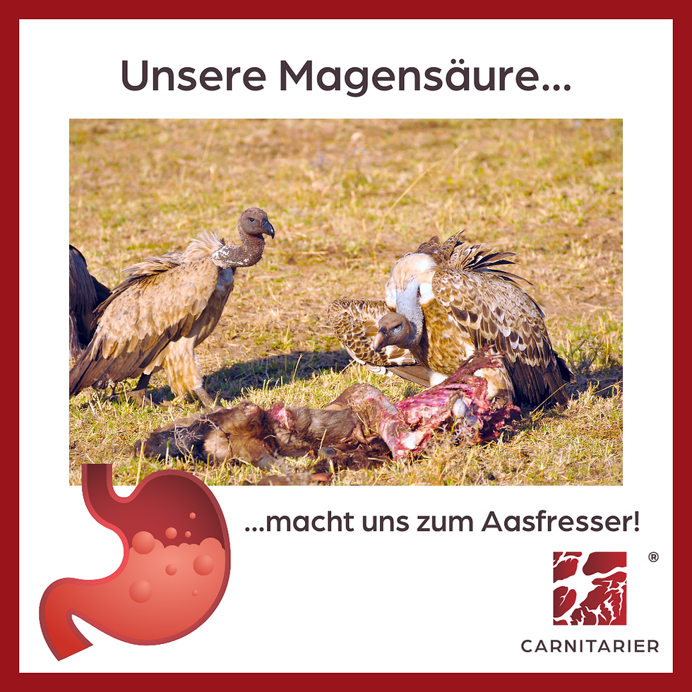 Unsere Magensäure macht uns zum Aasfresser!