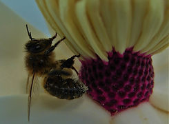 027 Samare's Manor Gardens, St. Clement,