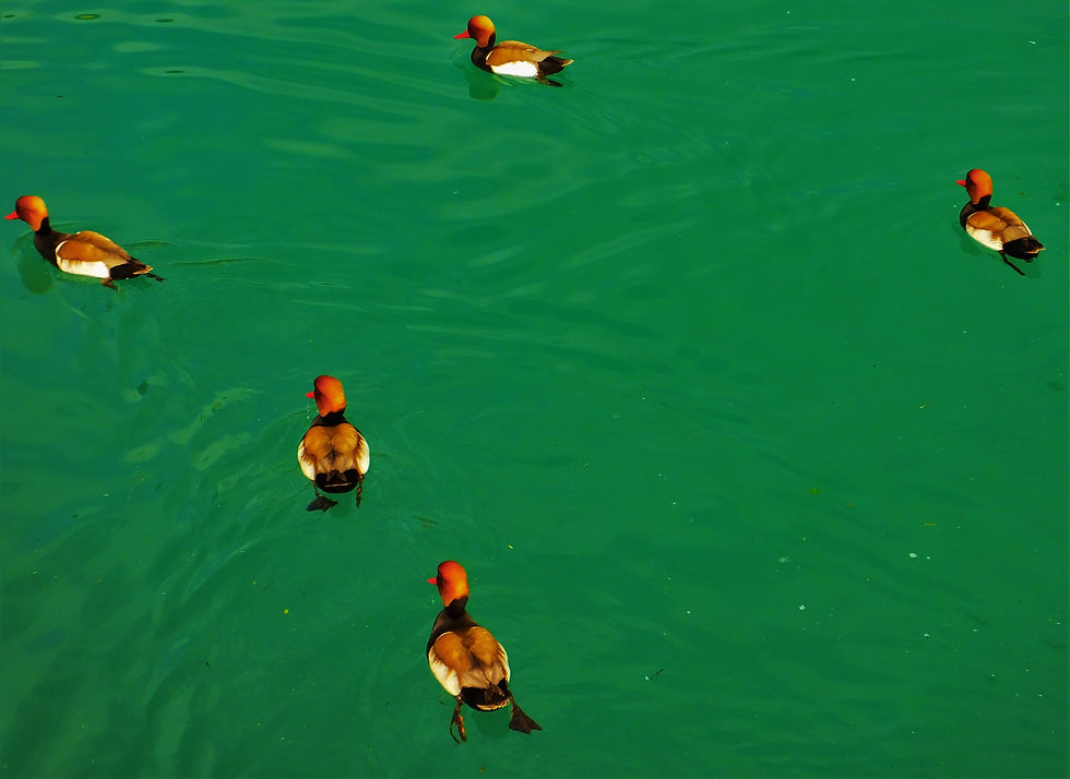 Red-crested pochard ducks, Castello scaligero moat, Sirmione, Lake Garda