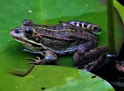 090 Madeira Botanical Garden, Funchal.JP