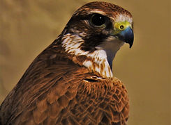 063 Falcon at Wied Iz-Zurrieq, Malta.JPG