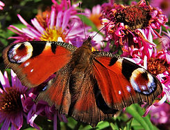 029 Samare's Manor Gardens, St. Clement,