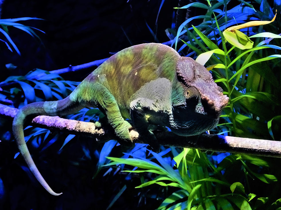 001 Chameleon, Benalmadena Aquarium