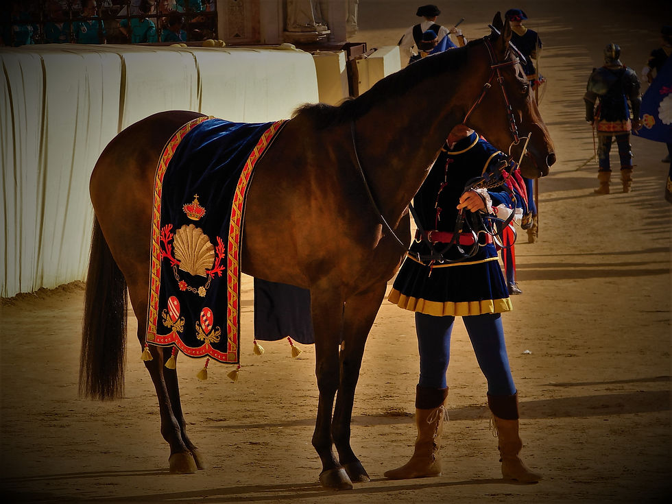 Contrade Race horse, (pre-race) at the Piazza del Campo, Palio day, Siena