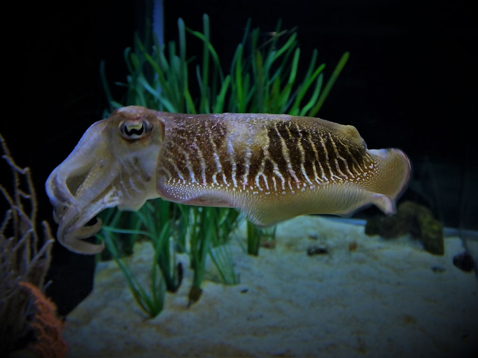 100 Cuttlefish, Oceanografic Valencia