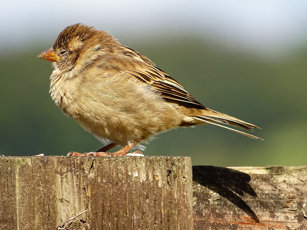 001 Fledgling Sparrow, Tal-sarn, Lampeter