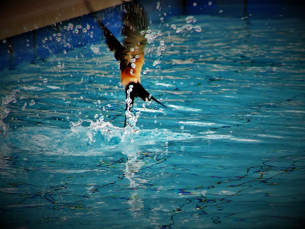 The pool at the villa had frequent visitors!