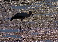 033 Ludo Trail, Ria Formosa Lagoon, Alga