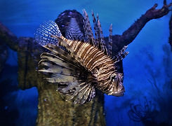 004 Lion Fish, Malta Aquarium.JPG