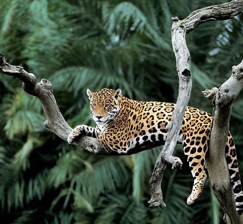 Costa Rica Jaguare.jpg