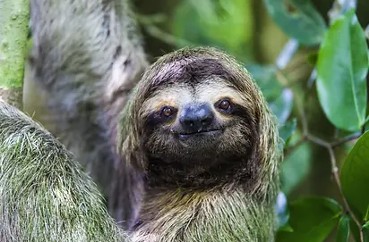 Sloth.webp