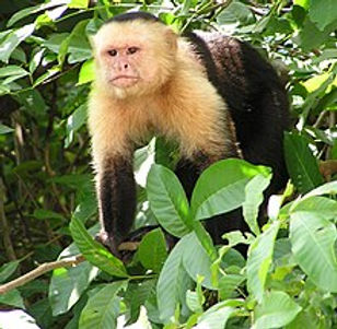 Costa Ruca white monkey.jpg
