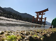 Miyajima Tori Japon ile sacrée