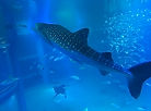 osaka raiyukan requin baleine