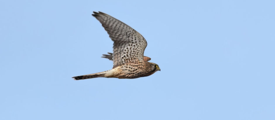 Denmarkfield Diaries: Birdwatching one morning in Autumn 