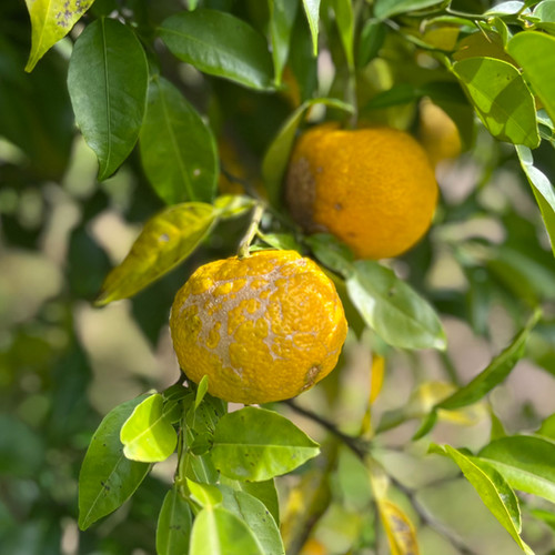 CHA-CHA-CHA 500ml | Niikawa Trader Gallery