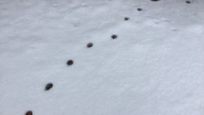 ニャンコの足跡