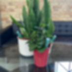 Thumbnail: Foliage Drip feeders pack of 5