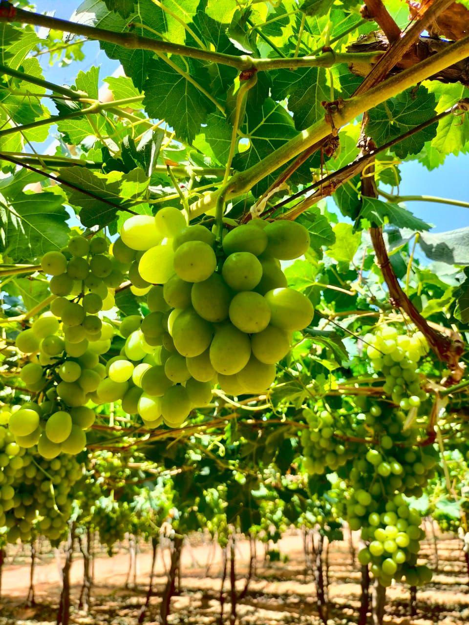 Thumbnail: Green Grapes