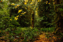 lone, moss covered stump amongst and enchanting green forest background