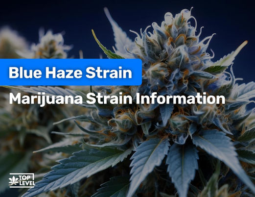 Blue Haze Strain: Marijuana Strain Information