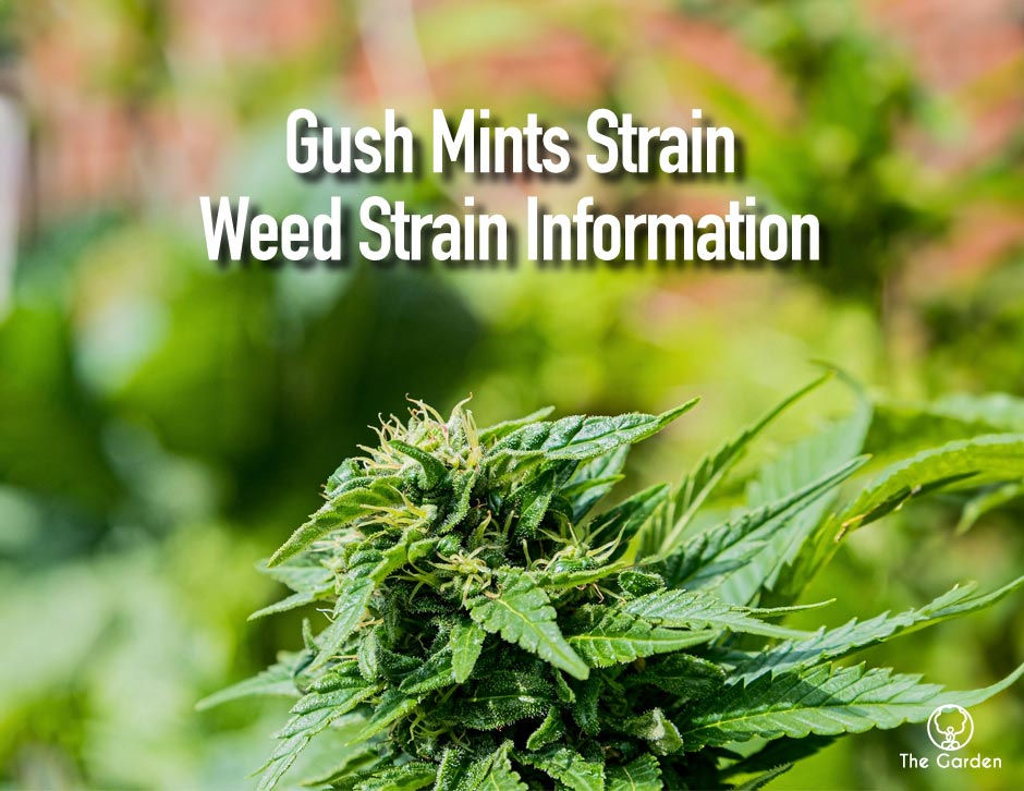 Gush Mints Strain Weed Strain Information