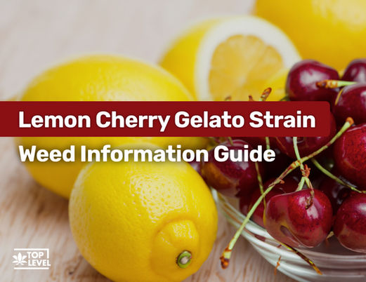 Lemon Cherry Gelato Strain: Marijuana Guide