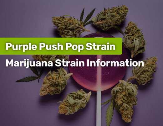 Purple Push Pop Strain: Marijuana Strain Information