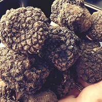 Sommertrüffel, Burgundertrüffel, Schweizertrüffel, Truffle, tartufo estivo, tuber aestivum, tuber uncinatum, Nina Hoefemeier, Nina Höfemeier, storie di naso, scorzone, Trüffelessen, Trüffelschmaus, Burgundy truffle, truffle dog, Lagotto Romagnolo, Trüffelhund, Trüffel Schweiz, Truffle hunting, Trüffel Jagd, Black Diamond, trifolau,