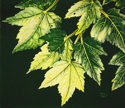 Summer 11 x 12            N/A