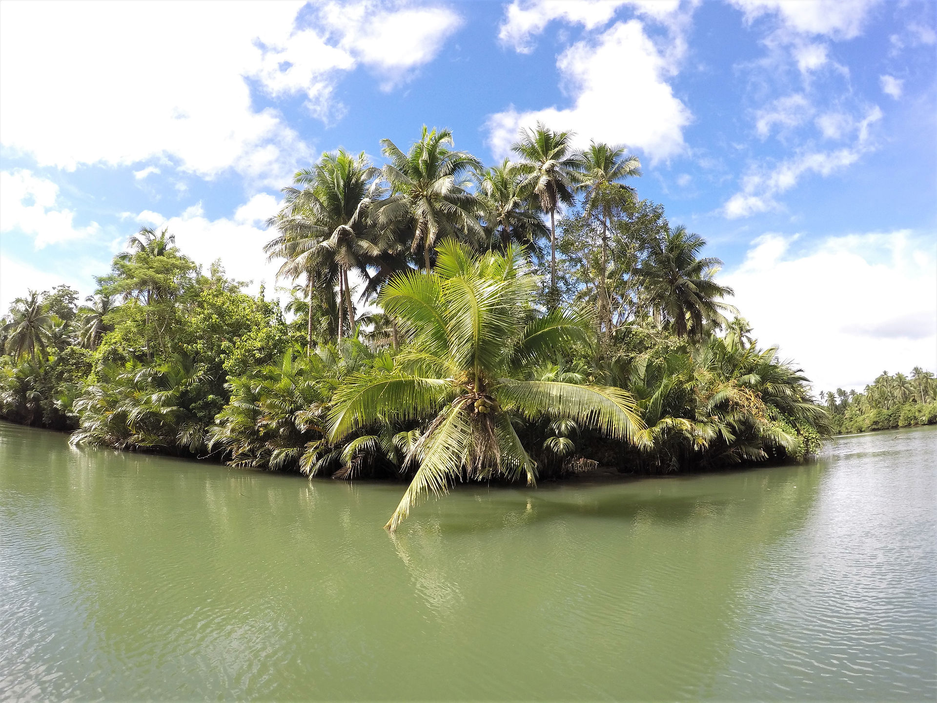 Enjoy the Sight of Lush Greens