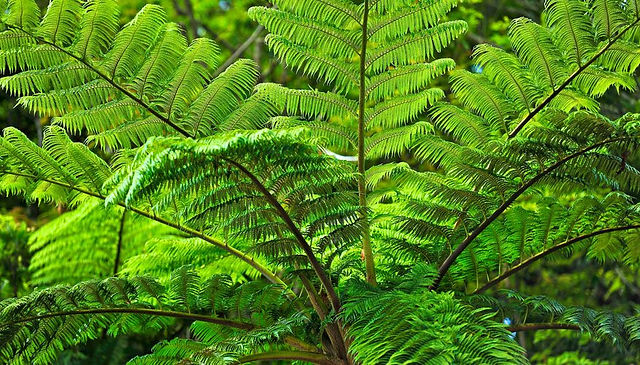 Cyathea