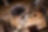 TS7_2803-HelmTool.jpg
