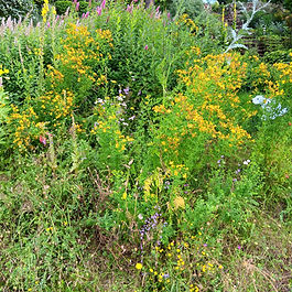 Besuchszeiten: nach Absprache vom 15.6. bis 15.07.
Gartengröße: ca. 1100m²
Eigentümer: Karl-Heinz Waschkowitz
Mail: waschkowitzk@gmx.de