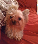 Mackensie