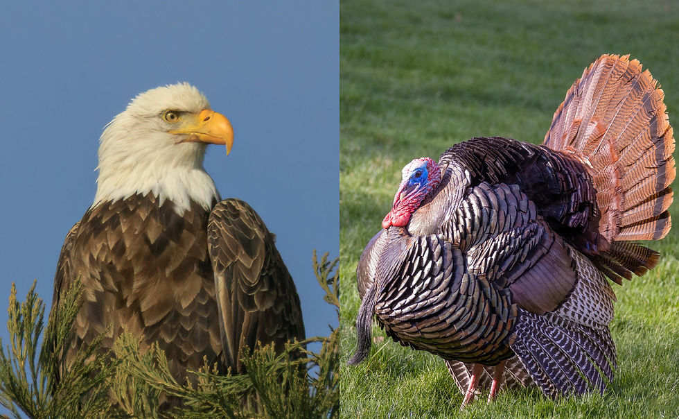 Icons of the Air: Symbols, Art, & the Great Eagle Debate at Pardee-Morris House