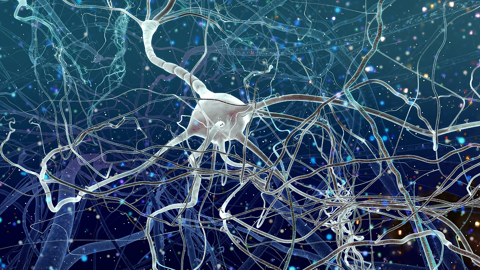 neuronale Verbindungen des Gehirns