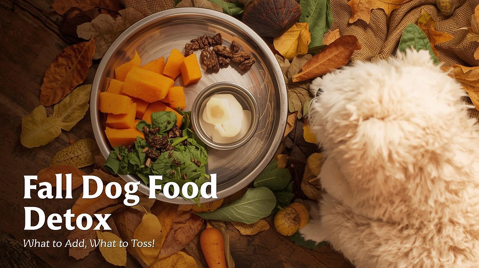 Fluffy white dog sitting next to a stainless steel dog bowl filled with fresh fall ingredients like pumpkin, spinach, and yogurt, surrounded by autumn leaves — showcasing a seasonal detox meal for dogs.